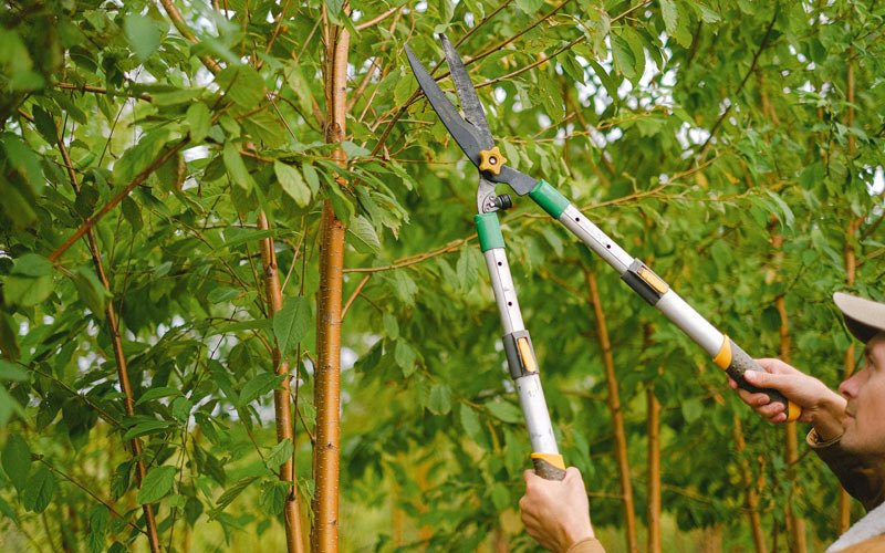 Tree trimming in Arlington, SD